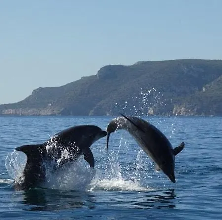 Oasis By Sun Sea Appartement